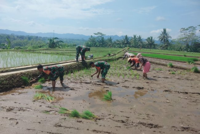 Koramil 15 Rakit bersama sama Poktan dan petani tanam padi serentak