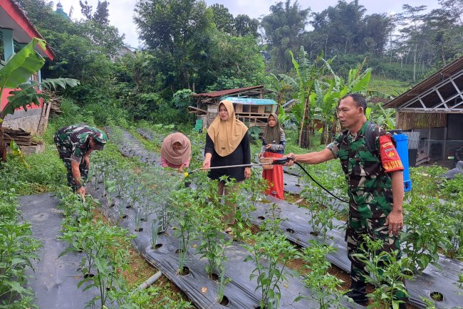 Babinsa Melaksankan Penyemprotan Tanaman Cabe Milik  Kelompok Wanita Tani Mekarsari