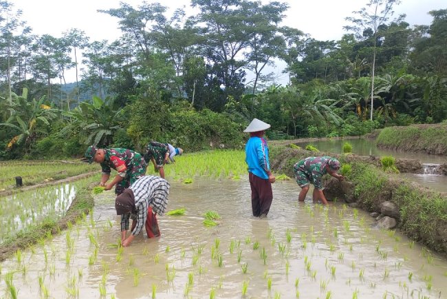 Peduli Ketahanan Pangan Danramil 17 Wanayasa Turun ke Sawah Bersama Petani