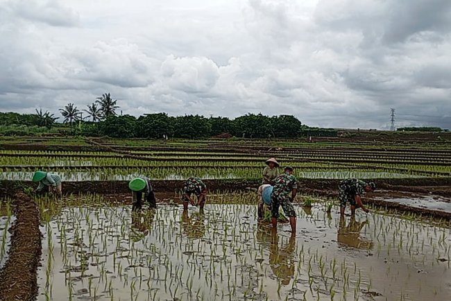 Koramil 16 Pejawaran Bantu Petani Tanam Padi di Musim Penghujan