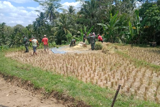Koramil 18 Pagentan Dukung Program Pemerintah Dampingi Petani Panen Padi di Desa Binaan