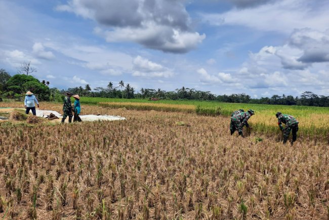 Koramil 03 Wanadadi Panen Padi Bersama Poktan Margo Tani 2 di Desa Kandangwangi