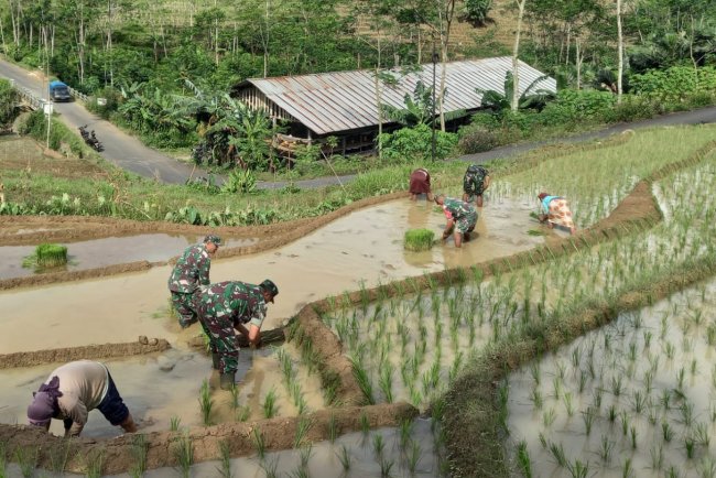 Bantu Tanam Padi Upaya Babinsa Untuk Meningkatkan Kesejahteraan