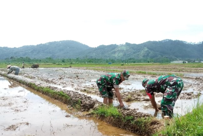 Sukseskan Swasembada Pangan Danramil 06 Kalibening Turun Langsung ke Sawah Bantu Petani