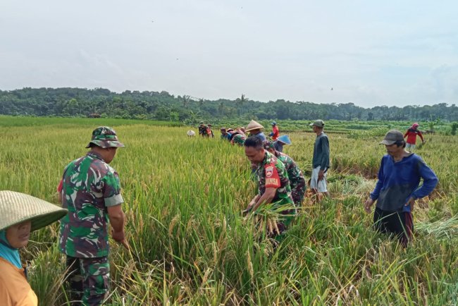 Koramil 09 Susukan Bantu Petani Panen Padi Bersama Poktan Tanjung Rejo di Desa Derik