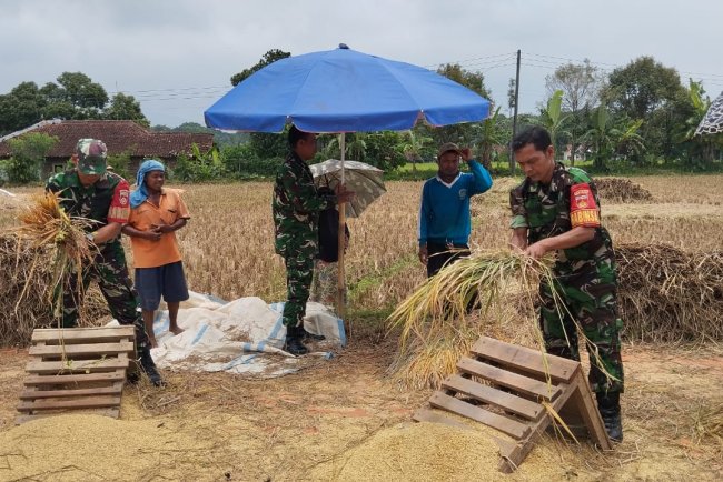 Babinsa Koramil 10 Bawang Dampingi Petani Panen Padi di Desa Bandingan