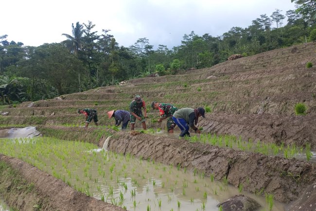 Untuk Meningkatkan Kesejahteraan Petani Babinsa Bersama Dengan PPL Karangkobar Melaksanakan Tanama Padi