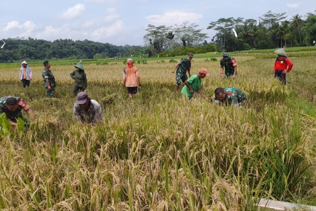 Anggota Koramil Dampingi Proses Panen Padi Warga