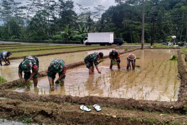 Koramil 12 Sigaluh Bantu Petani Tanam Padi