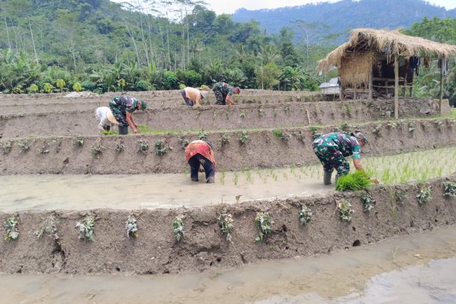 Anggota Koramil 17 Wanayasa Bantu Petani Tanam Padi Dukung Program Ketahanan Pangan
