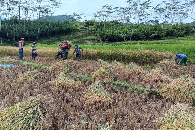 Babinsa Desa Nagasari Dampingi Petani Panen Padi, Wujud Nyata Dukungan TNI untuk Ketahanan Pangan