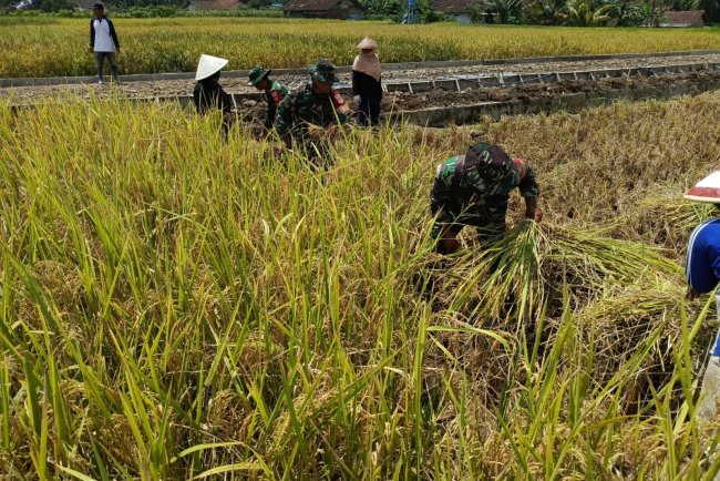 Sinergi TNI dan Petani Warnai Panen Raya di Desa Medayu