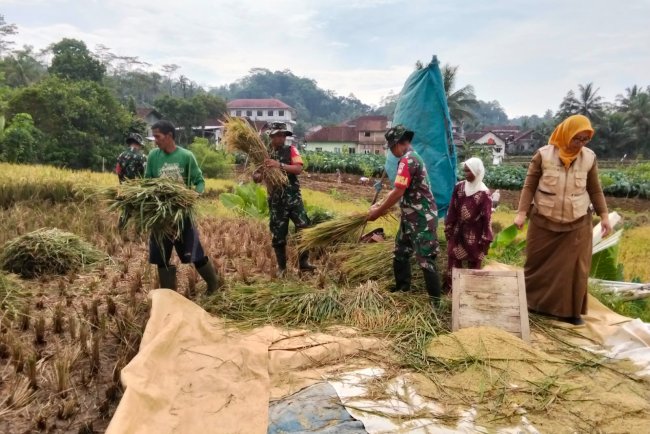Tingkatkan Ketahanan Pangan Babinsa Koramil Banjarmangu Bantu Petani Panen Padi