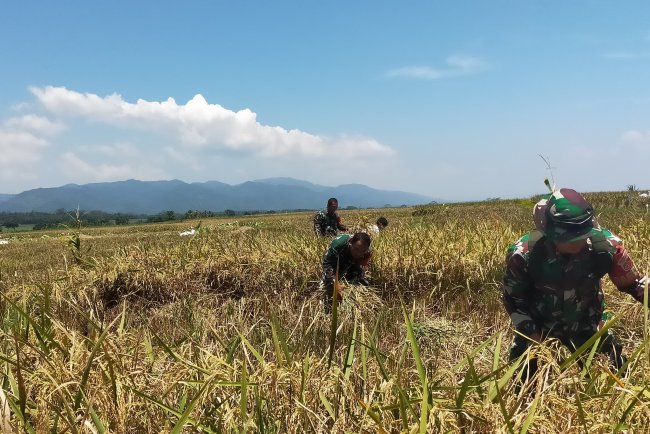 Sukseskan Ketahanan Pangan Babinsa Koramil 07 Mandiraja Bantu Petani Panen Padi