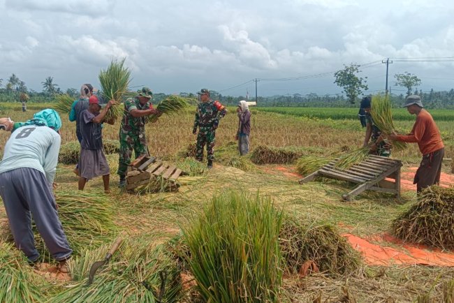 Kelompok Tani Krida Panen Padi Bersama Danramil 08 Purwanegara