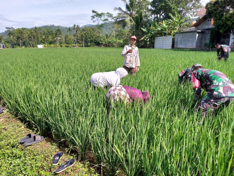 Babinsa Ikut Serta dalam Kegiatan Matun di Sawah