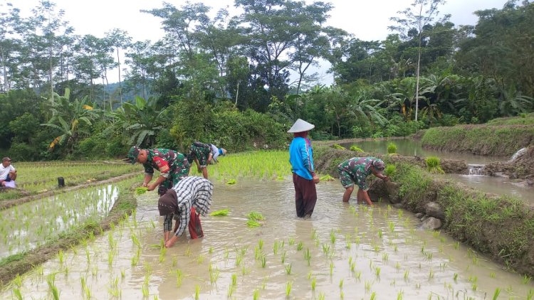 Peduli Ketahanan Pangan Danramil 17 Wanayasa Turun ke Sawah Bersama Petani