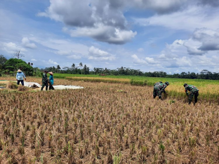 Koramil 03 Wanadadi Panen Padi Bersama Poktan Margo Tani 2 di Desa Kandangwangi