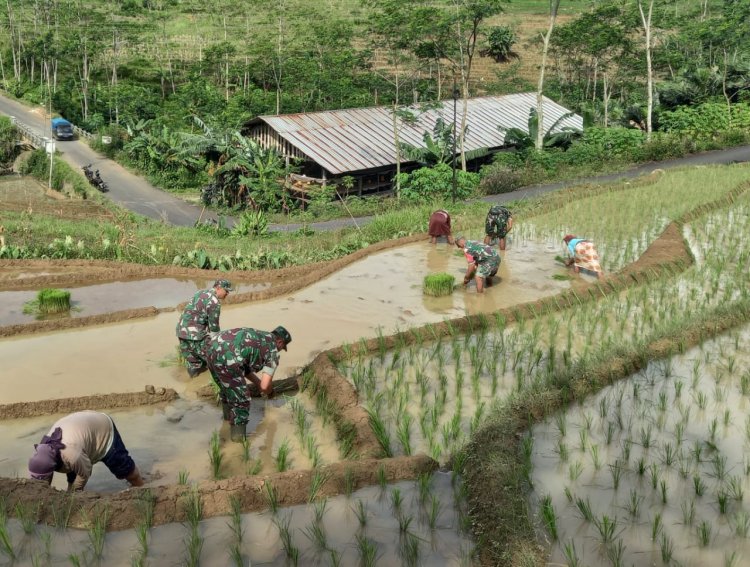 Bantu Tanam Padi Upaya Babinsa Untuk Meningkatkan Kesejahteraan