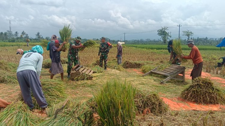 Babinsa Koramil 08 Purwanegara Bersama Petani Panen Padi di Desa Kutawuluh