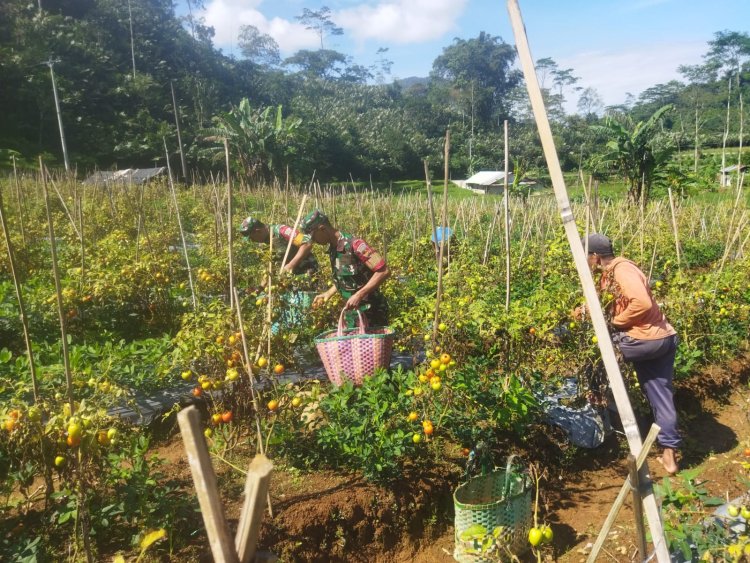 ​Tingkatkan Produksi Pertanian Babinsa Koramil 04/Karabgkobar Dampingi Petani Panen Tomat