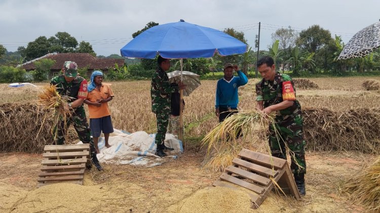 Babinsa Koramil 10 Bawang Dampingi Petani Panen Padi di Desa Bandingan