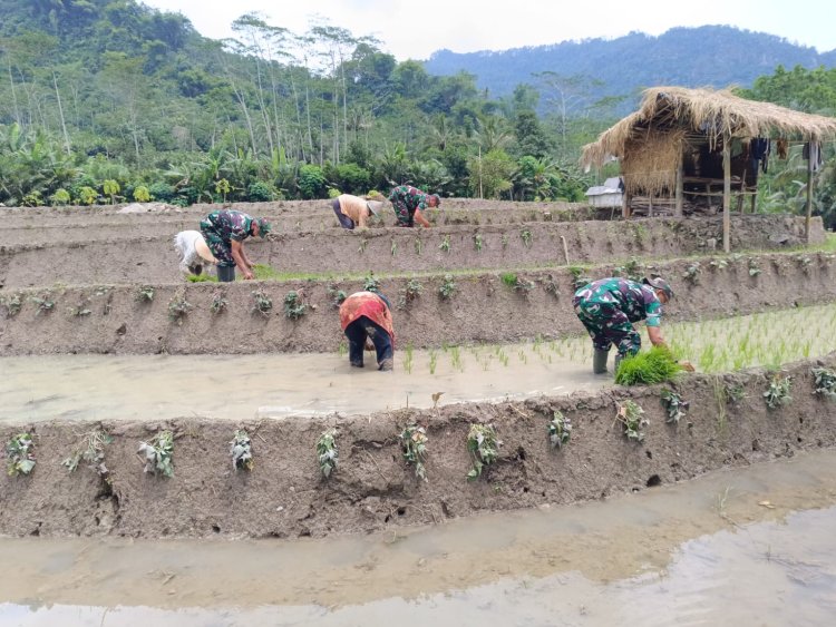 Anggota Koramil 17 Wanayasa Bantu Petani Tanam Padi Dukung Program Ketahanan Pangan