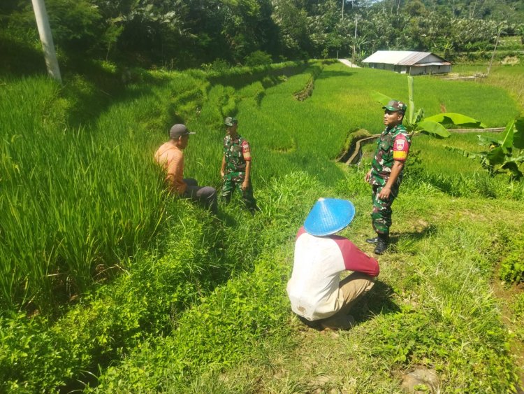 Komsos Dengan Petani Babinsa Berikan Motivasi Tingkatkan Produksi Padi Agar Hasil Panen Meningkat
