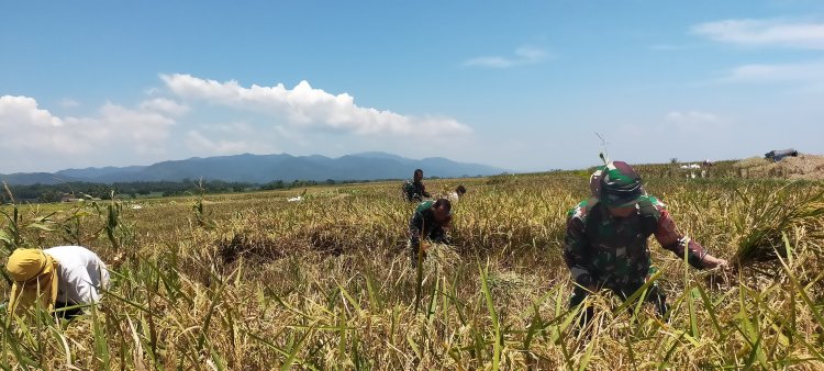 Sukseskan Ketahanan Pangan Babinsa Koramil 07 Mandiraja Bantu Petani Panen Padi