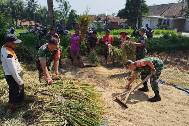 Babinsa Koramil 09 Susukan Bantu Petani Panen Padi di Desa Gumelem Kulon