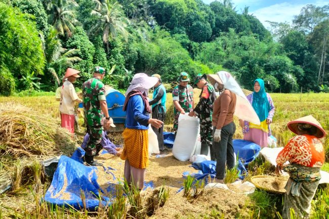 Danramil 11 Punggelan dan Babinsa Turun ke Sawah Bantu Petani Panen Padi