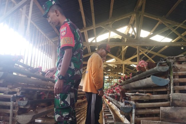 Babinsa Komsos Dengan Peternak Ayam Petelur Untuk Menjaga Kebersihan Kandang