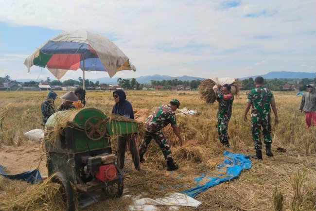 Semangat Panen di Tengah Kemarau Babinsa dan Petani Berpacu Wujudkan Swasembada Pangan