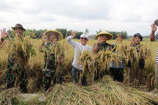 Turun ke Sawah Dandim Banjarnegara Tinjau Langsung Panen dan Serapan Gabah Petani