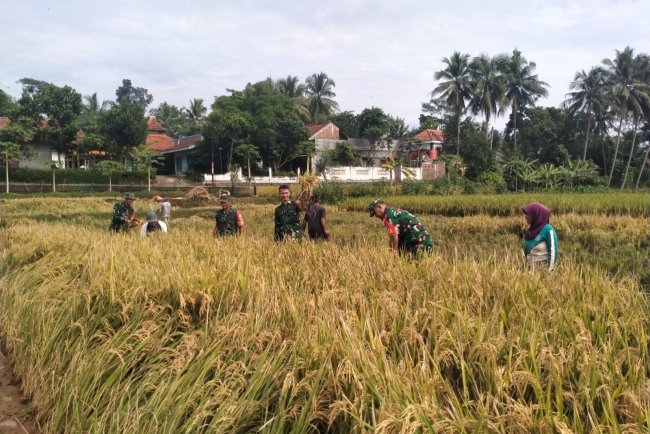 Babinsa Turun ke Sawah Panen Padi Bersama Petani di Susukan