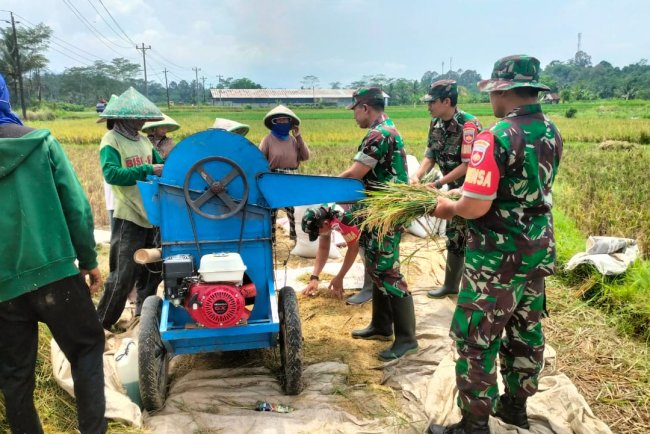 TNI dan Petani Bersatu di Sawah Danramil dan Babinsa Punggelan Dampingi Panen Padi