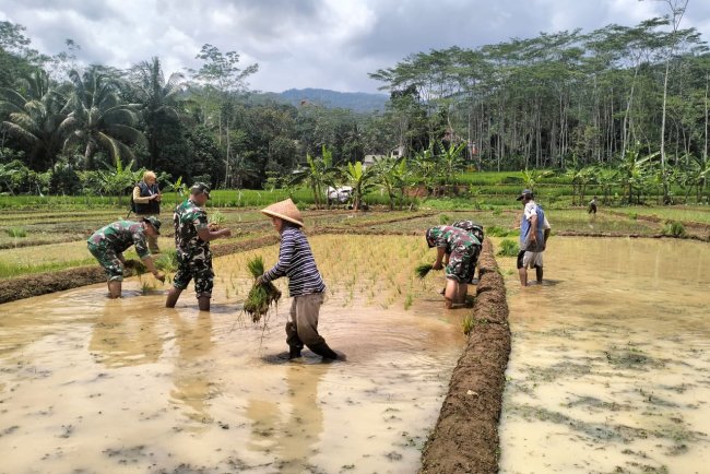 Koramil 12 Sigaluh Sukseskan Ketahanan Pangan Bersatu Bantu Petani Tanam Padi