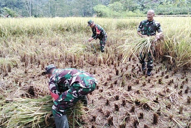 Wujudkan Kebersamaan Babinsa Koramil Banjarmangu Bantu Petani Panen Padi di Sawah