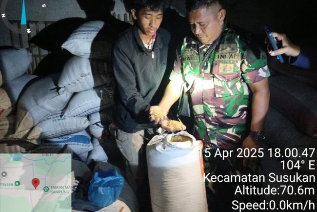 Babinsa Selalu Siap Melaksanakan Pendampingan Penyerapan Gabah Di Desa Binaan