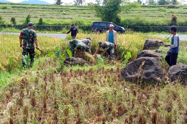 Sukseskan Ketahanan Pangan Anggota Koramil 01 Banjarnegara Bantu Petani Panen Padi