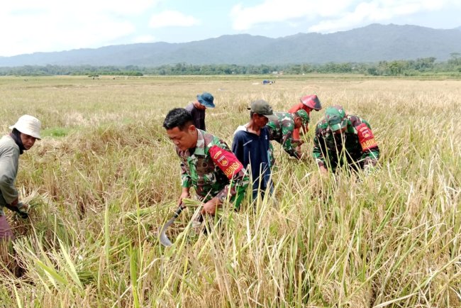 PROGRAM UNGGULAN KASAD KETAHANAN PANGAN KORAMIL 02 KLAMPOK  MENDAMPINGI PETANI MELAKUKAN PEMANENAN PADI