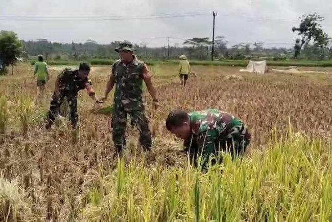 Danramil 08 Purwanegara dan Babinsa  Bantu Sukseskan Program Hanpangan dengan membantu Petani Panen Padi
