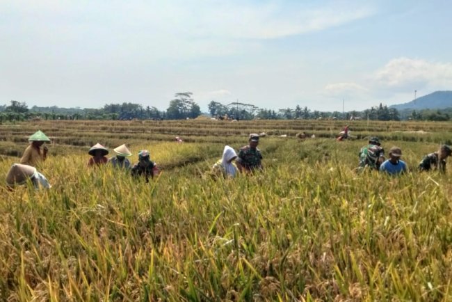 Dukung Ketahanan Pangan Babinsa Kawal Petani Panen Padi Diwilayah
