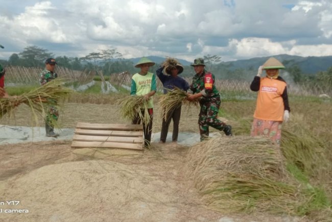 Babinsa Koramil 10 Bawang Bantu Petani Panen Padi di Desa Masaran