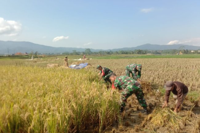 Turun ke Sawah Babinsa Koramil Banjarmangu Bantu Petani Panen Raya di Jenggawur