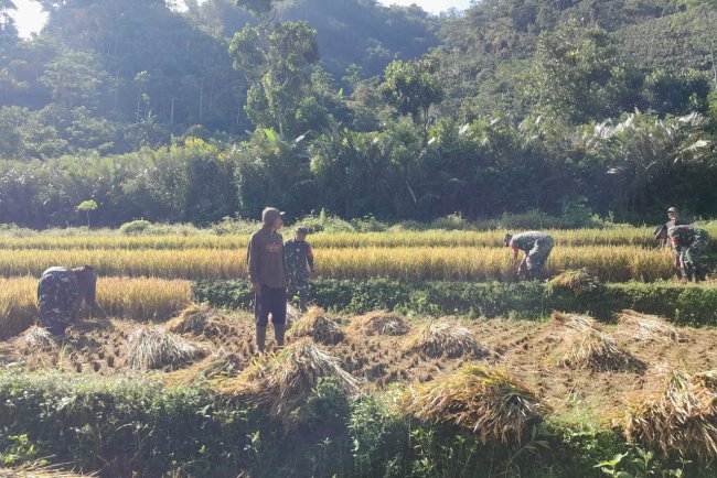 Babinsa Koramil 04 Karangkobar Bantu Petani Panen Padi