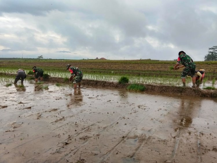 Tingkatkan Ketahanan Pangan Babinsa Membantu Petani Tanam Padi Di Desa Binaan