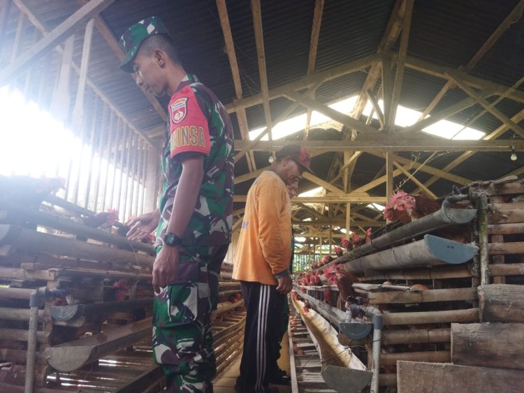 Babinsa Komsos Dengan Peternak Ayam Petelur Untuk Menjaga Kebersihan Kandang