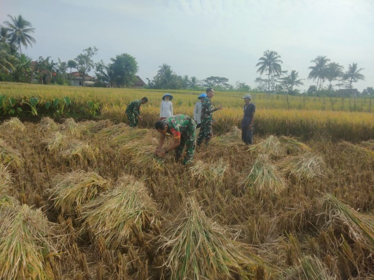 Sinergi TNI dan Petani Wujud Nyata Dukung Ketahanan Pangan di Banjarnegara