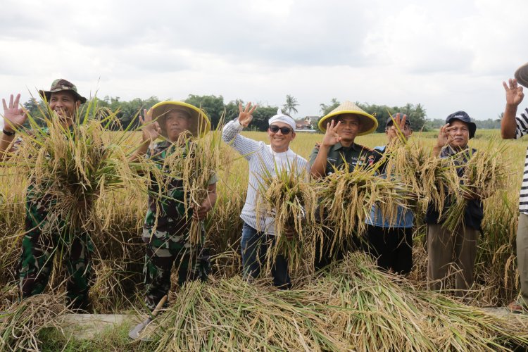 Turun ke Sawah Dandim Banjarnegara Tinjau Langsung Panen dan Serapan Gabah Petani